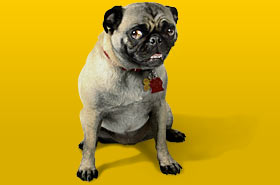 jasmine the pug-ninja